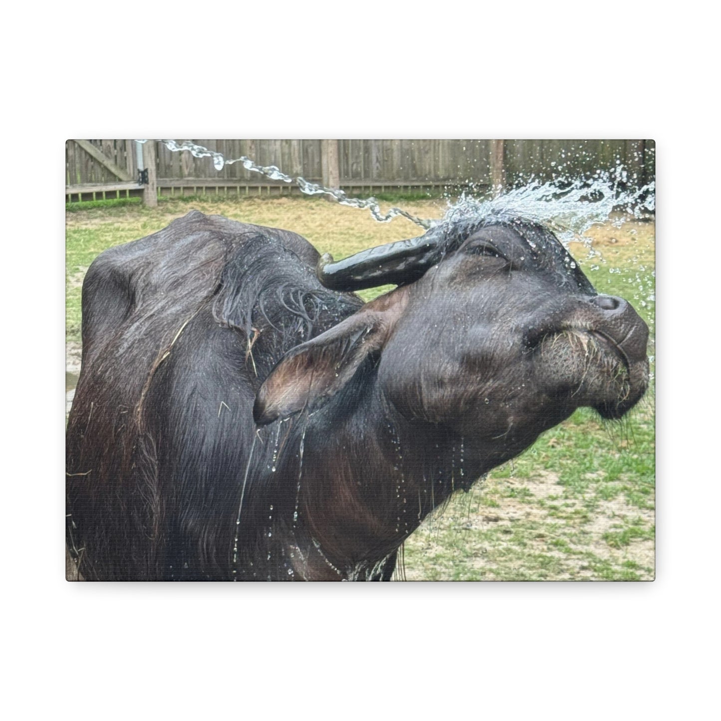 "Middleton: Water Buffalo", Matte Canvas, Stretched, 1.25"