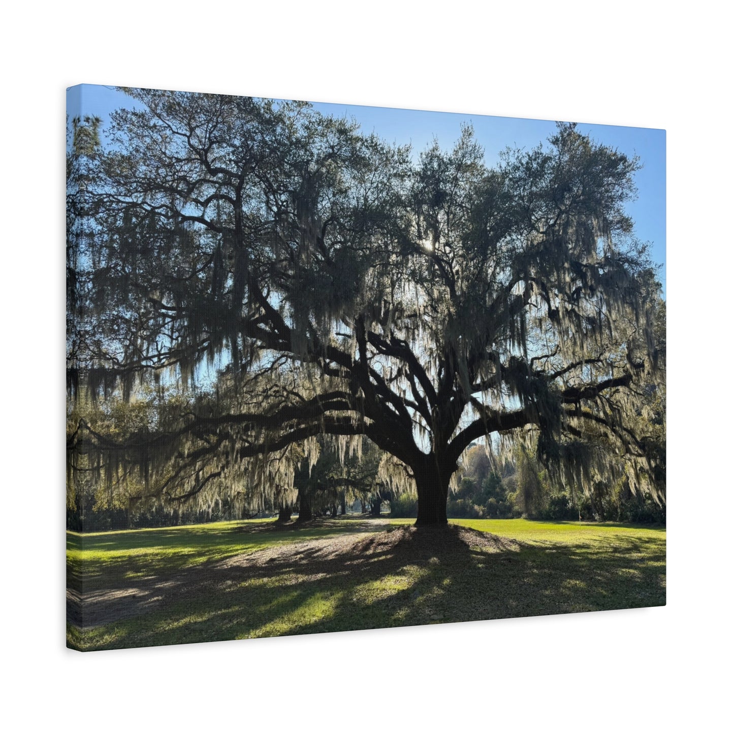 "Middleton: Mossy Oak", Matte Canvas, Stretched, 1.25"