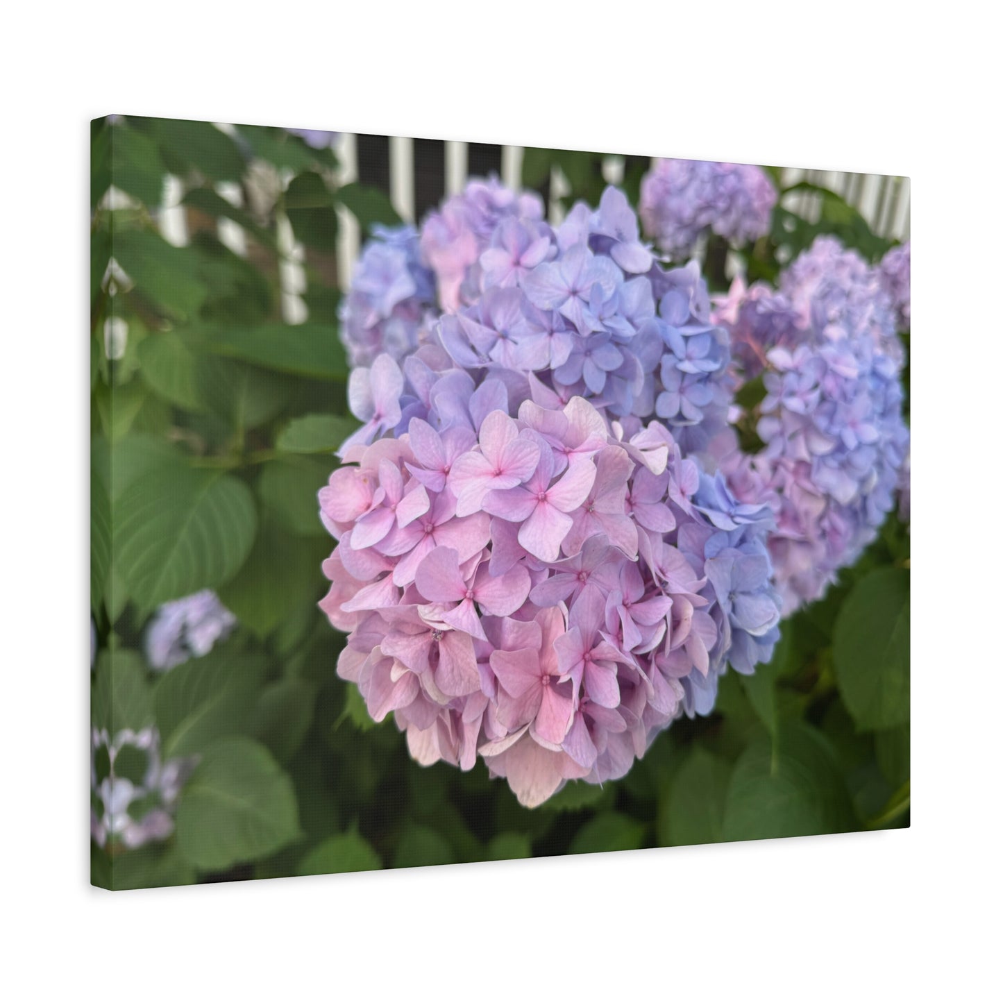 “Ridgeway: Hydrangeas”, Matte Canvas, Stretched, 1.25"