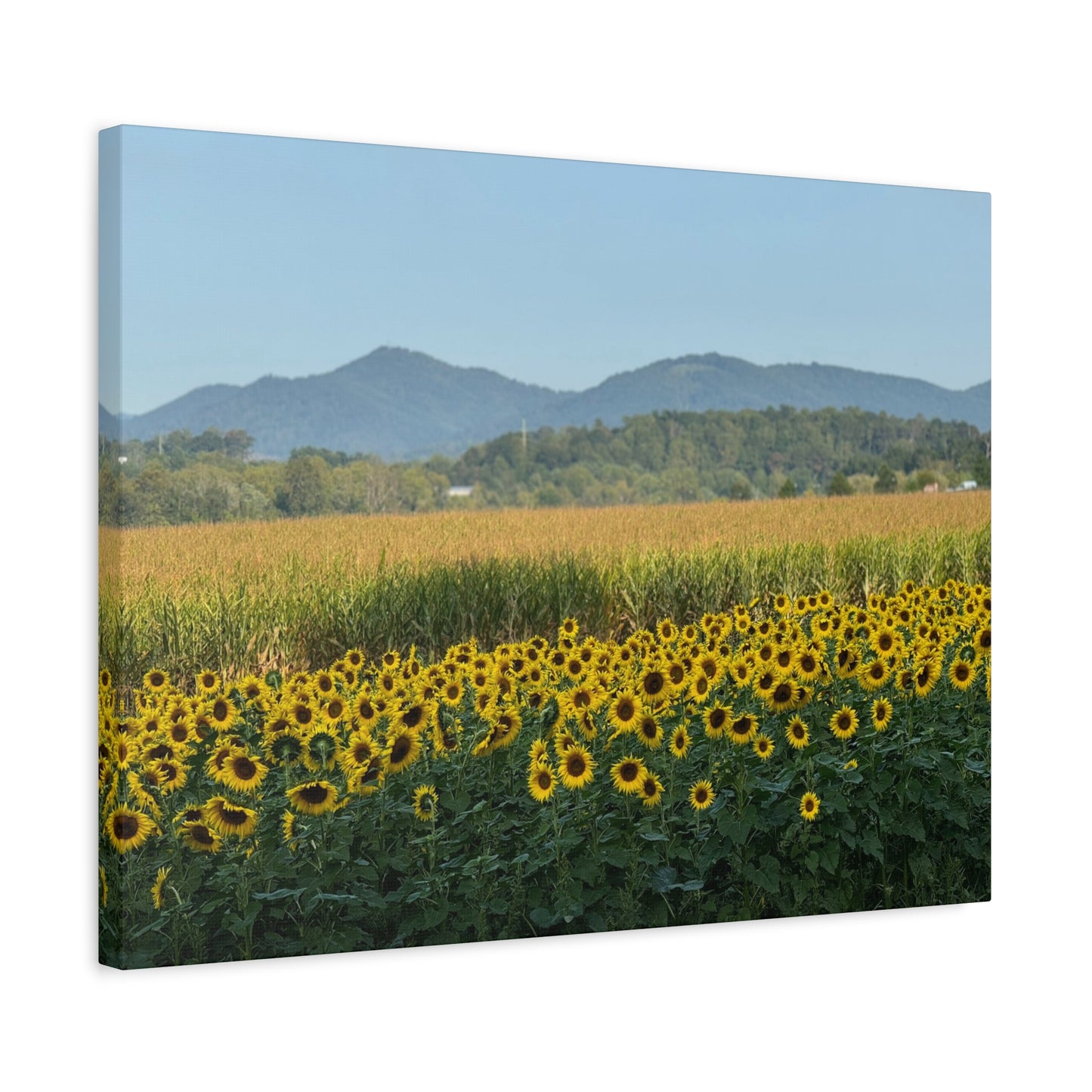 "Biltmore: Sunflowers", Matte Canvas, Stretched, 1.25"