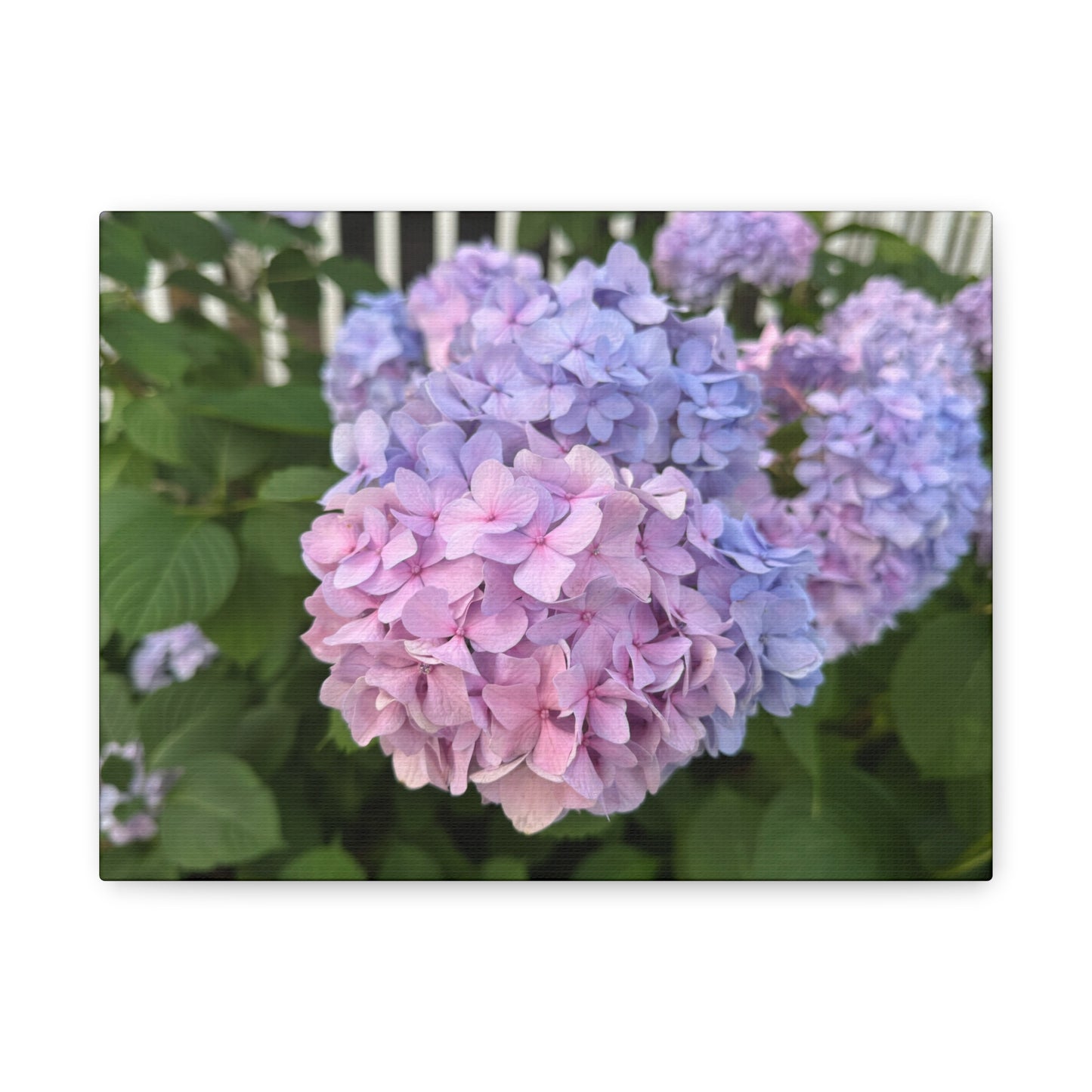 “Ridgeway: Hydrangeas”, Matte Canvas, Stretched, 1.25"