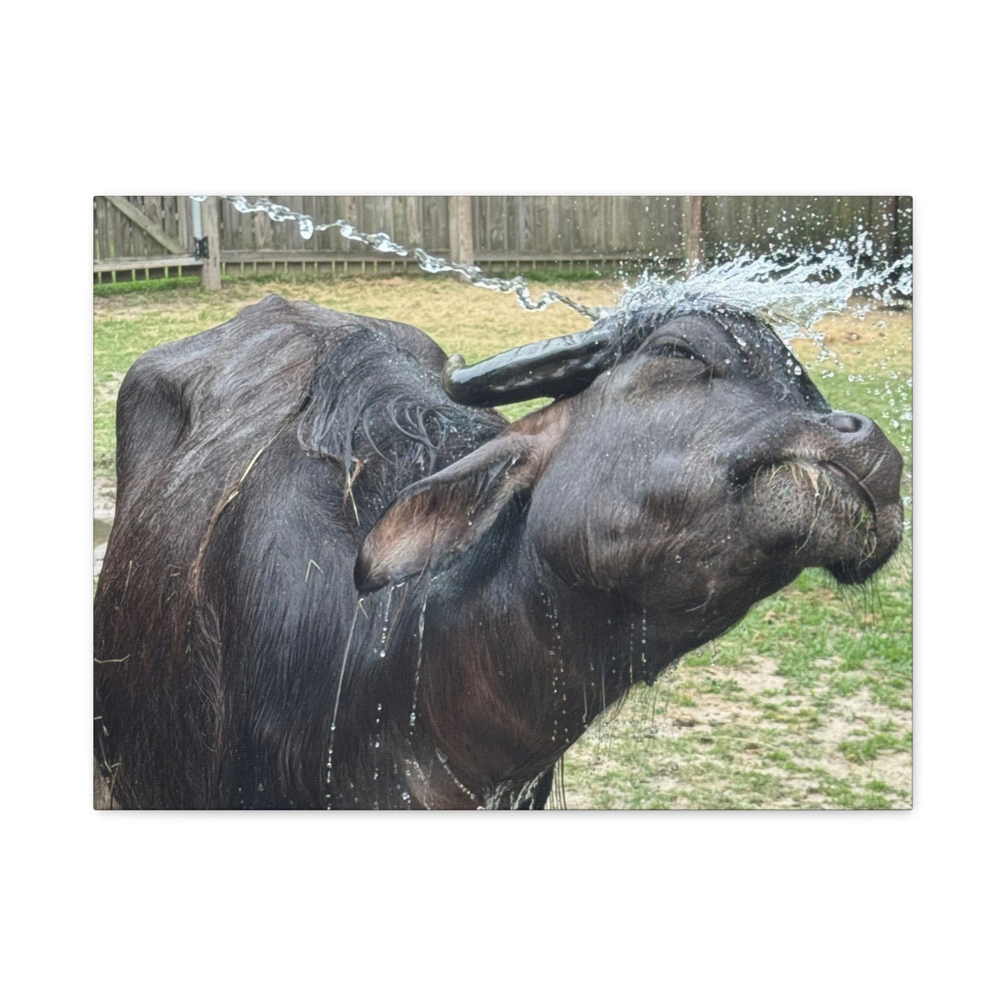 "Middleton: Water Buffalo", Matte Canvas, Stretched, 1.25"