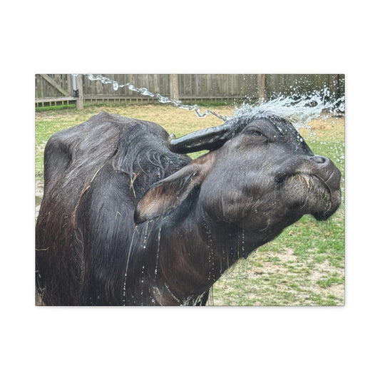 "Middleton: Water Buffalo", Matte Canvas, Stretched, 1.25"