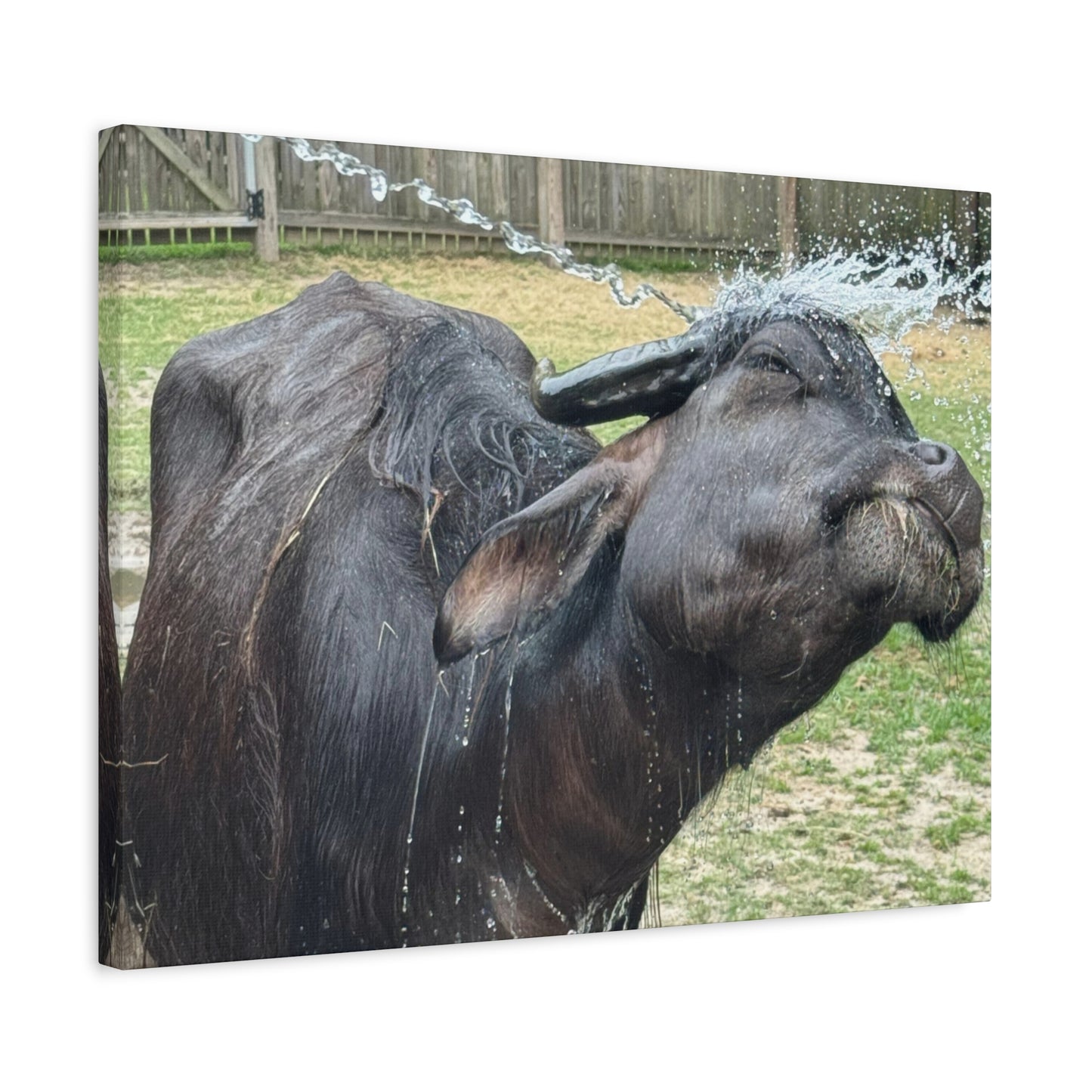 "Middleton: Water Buffalo", Matte Canvas, Stretched, 1.25"