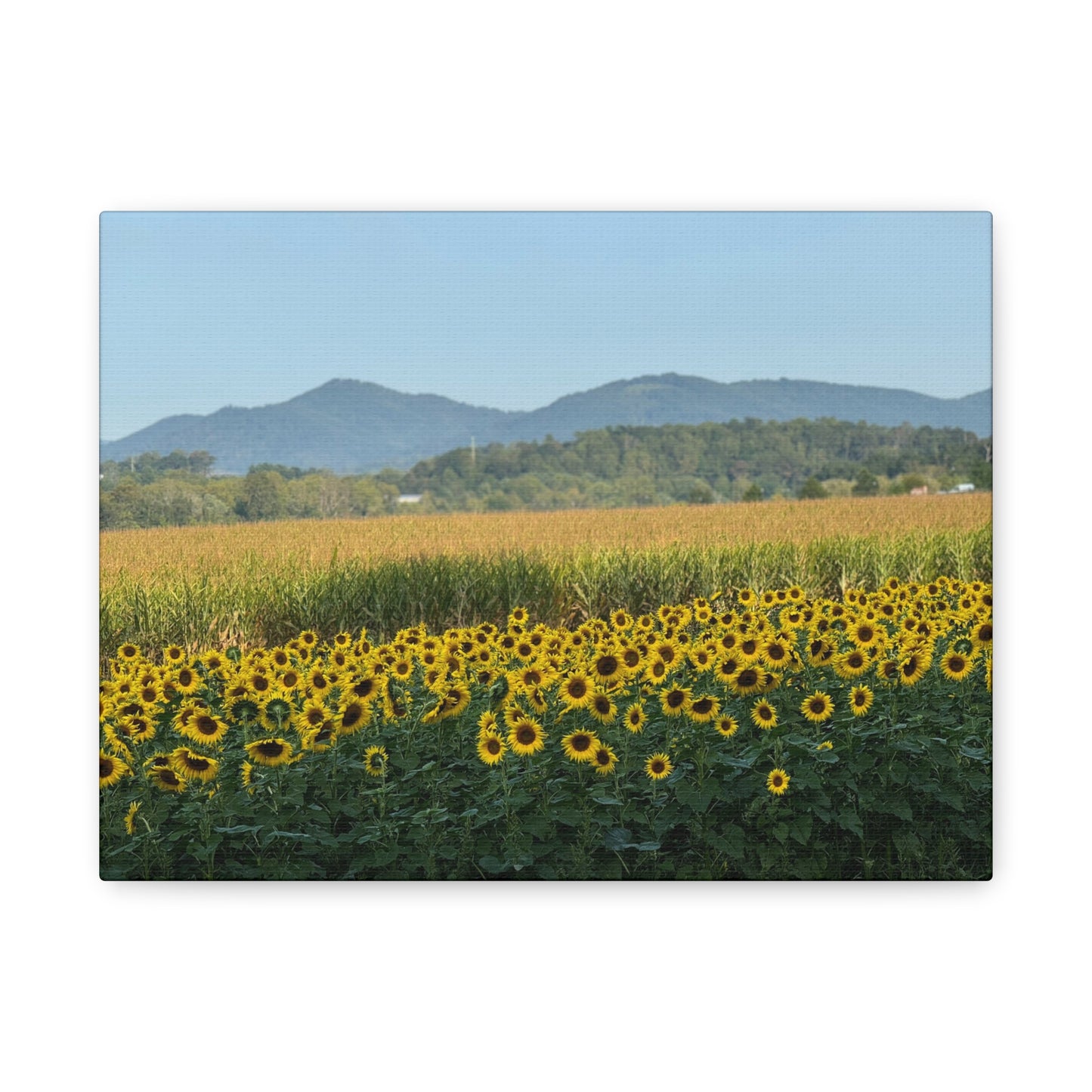 "Biltmore: Sunflowers", Matte Canvas, Stretched, 1.25"