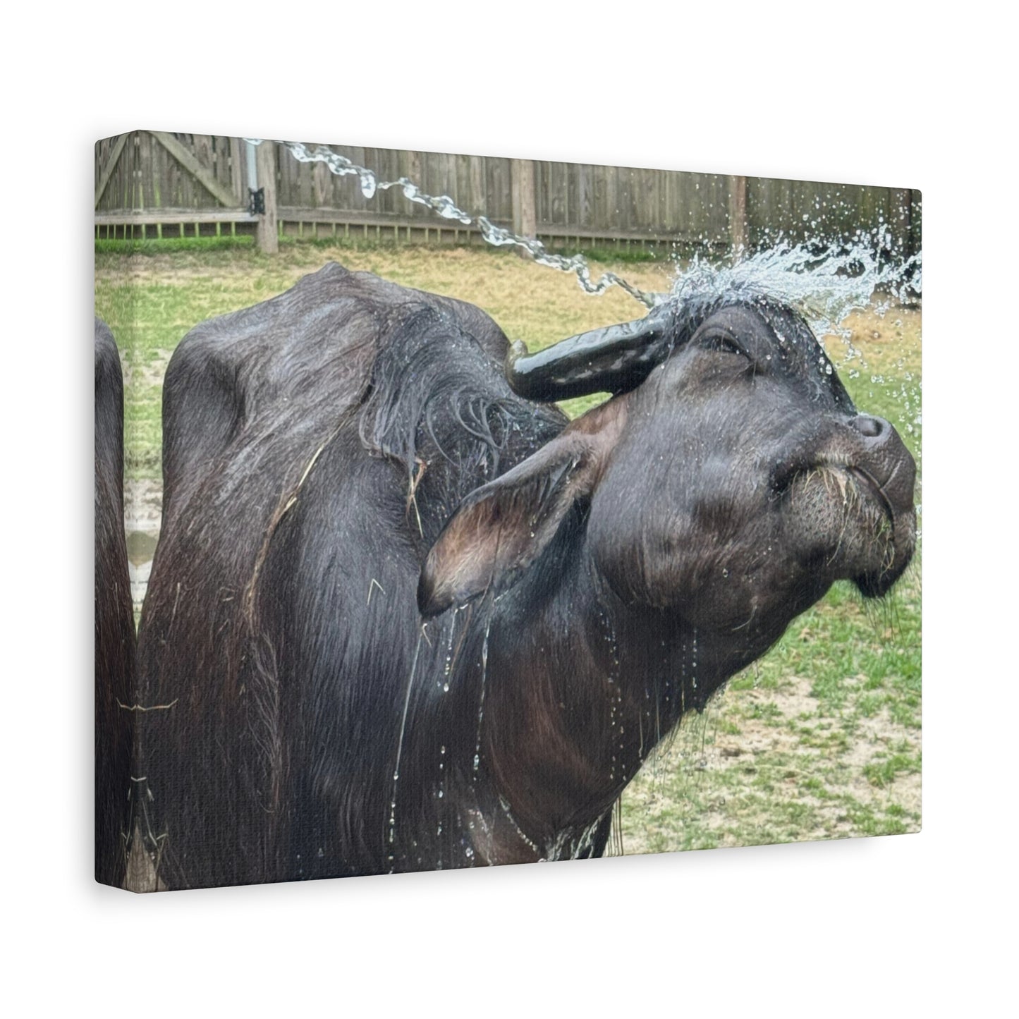 "Middleton: Water Buffalo", Matte Canvas, Stretched, 1.25"