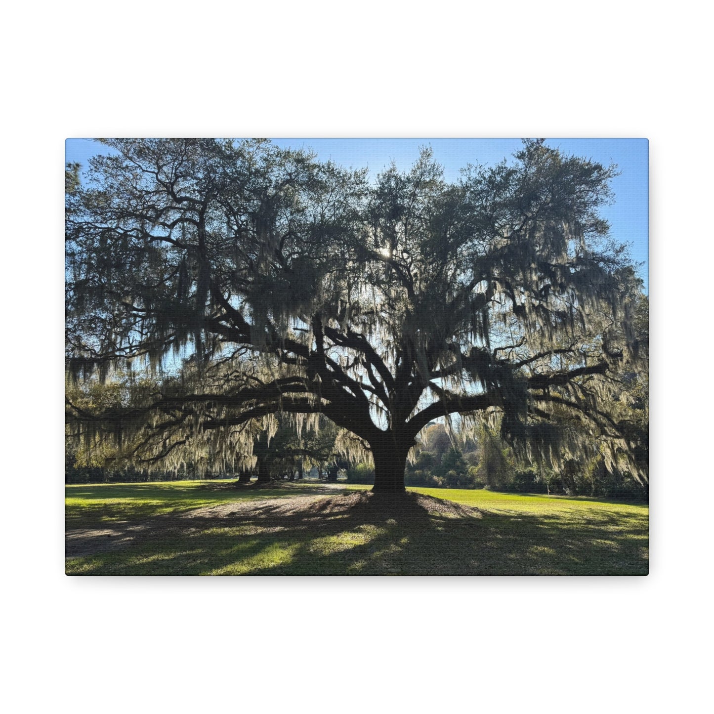 "Middleton: Mossy Oak", Matte Canvas, Stretched, 1.25"