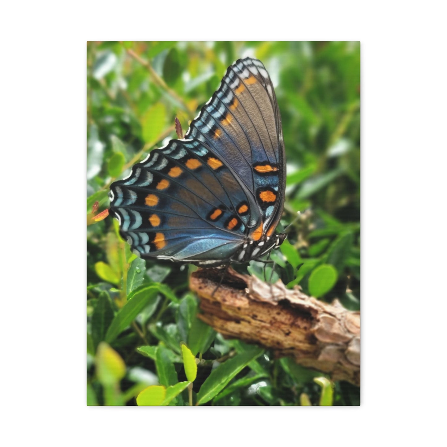 "JI: Blue Monarch", Matte Canvas, Stretched, 1.25"