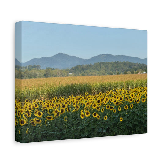 "Biltmore: Sunflowers", Matte Canvas, Stretched, 1.25"