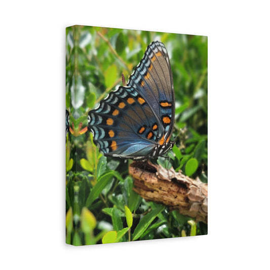 "JI: Blue Monarch", Matte Canvas, Stretched, 1.25"