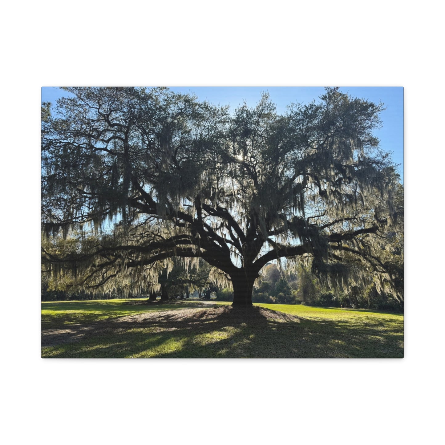 "Middleton: Mossy Oak", Matte Canvas, Stretched, 1.25"