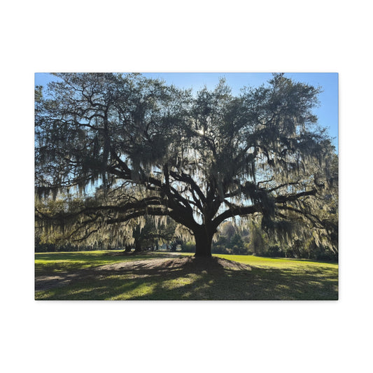 "Middleton: Mossy Oak", Matte Canvas, Stretched, 1.25"