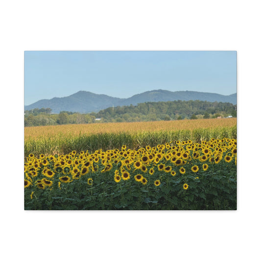 "Biltmore: Sunflowers", Matte Canvas, Stretched, 1.25"