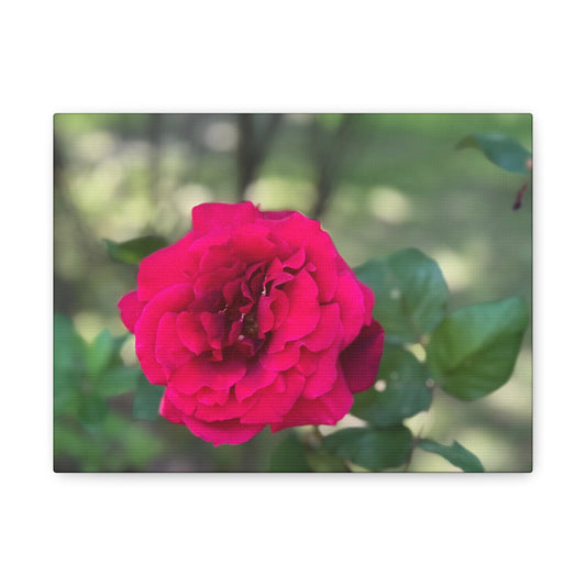"Ridgeway: Rose", Matte Canvas, Stretched, 1.25"