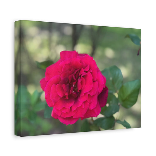 "Ridgeway: Rose", Matte Canvas, Stretched, 1.25"