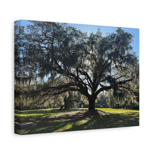 "Middleton: Mossy Oak", Matte Canvas, Stretched, 1.25"