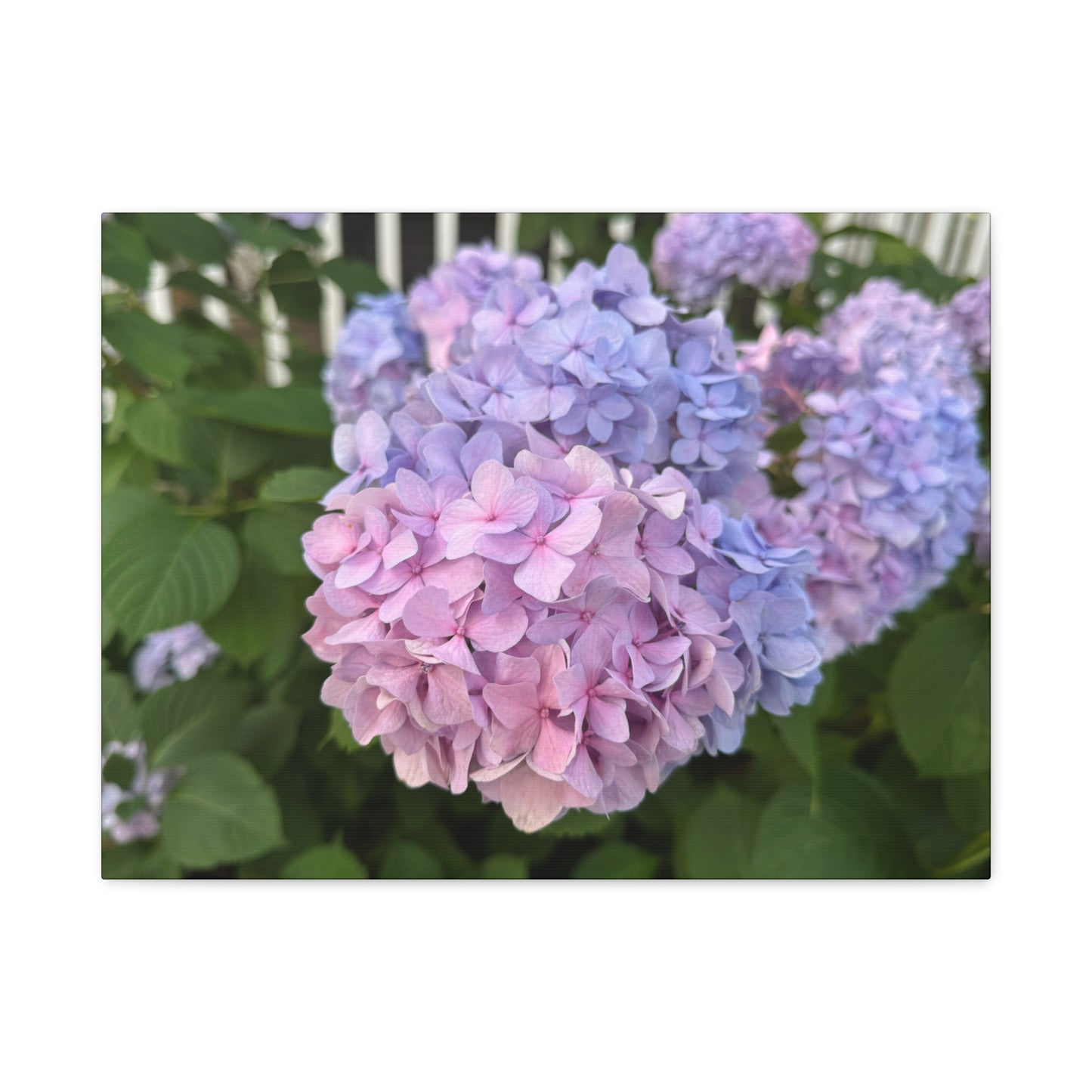 “Ridgeway: Hydrangeas”, Matte Canvas, Stretched, 1.25"