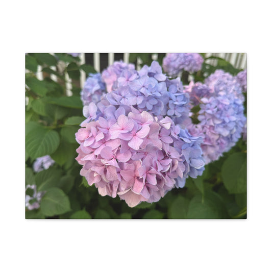 “Ridgeway: Hydrangeas”, Matte Canvas, Stretched, 1.25"