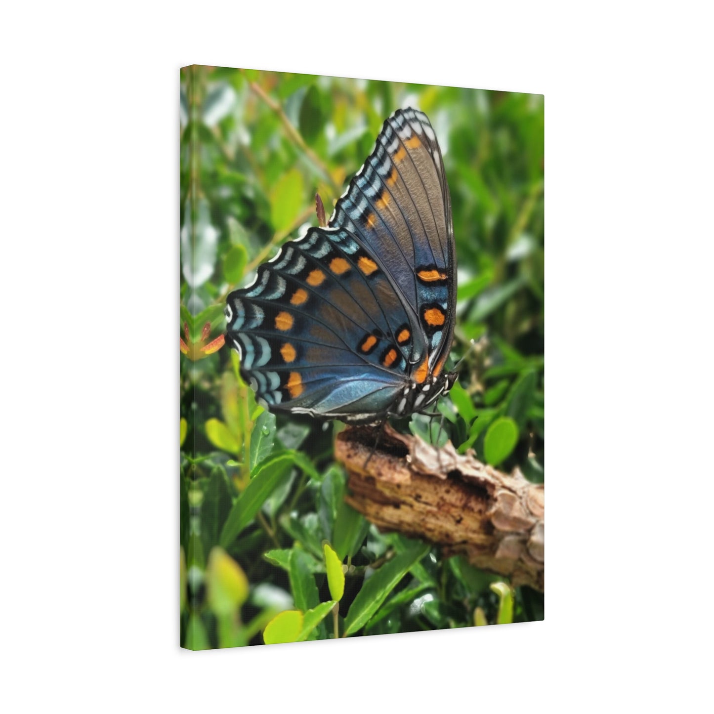 "JI: Blue Monarch", Matte Canvas, Stretched, 1.25"