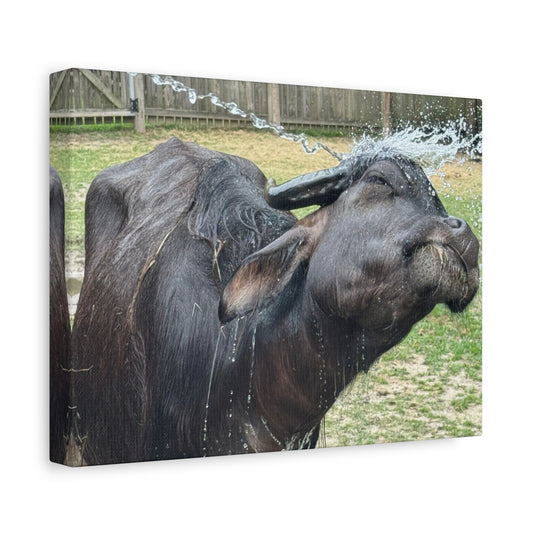 "Middleton: Water Buffalo", Matte Canvas, Stretched, 1.25"