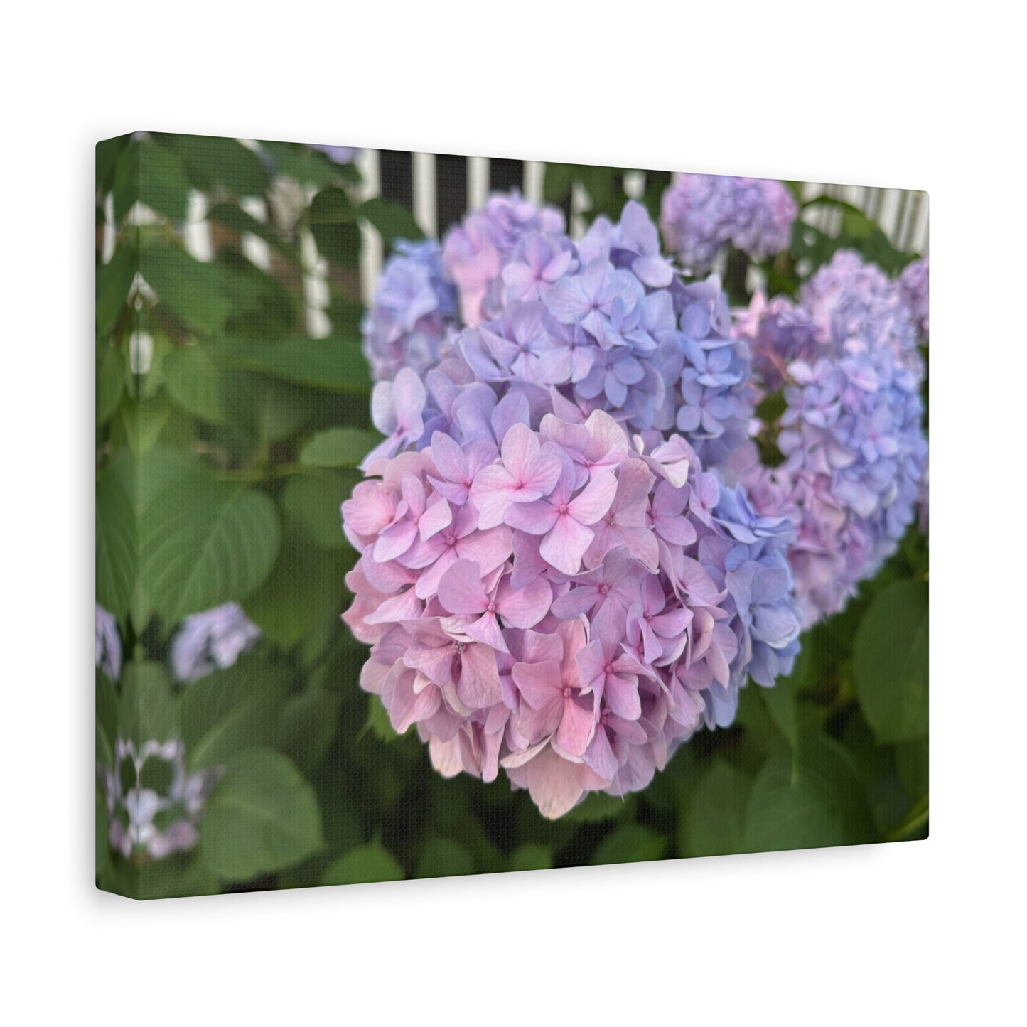 “Ridgeway: Hydrangeas”, Matte Canvas, Stretched, 1.25"